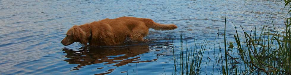 Golden Bond Rescue of Oregon