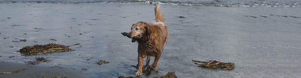 Golden Bond Rescue of Oregon
