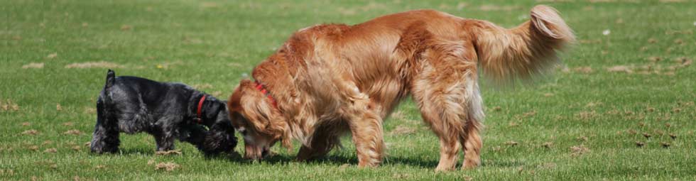 Golden Bond Rescue of Oregon