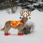 Christmas - Forest
