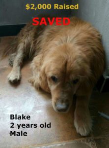 Blake SAVED aption