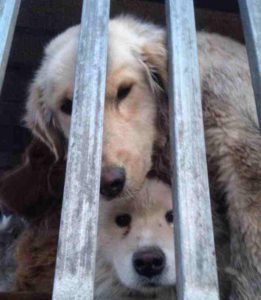 China S Dog Meat Trade Golden Bond Rescue
