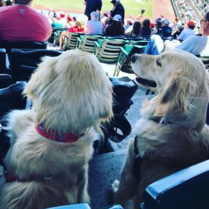 Teddy & lily at the Ball Game