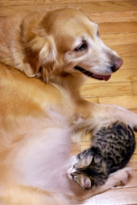 Precious, right, a 6-week-old kitten, gets a meal from Honey, a 7-year-old dog Tuesday, Oct. 2, 2007 in Stephens City, Via. The golden retriever _ had not given birth in 18 months, but after her owner, Jimmy Martin, brought home the kitten, she suddenly f