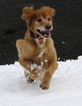 Sunny Eight-year-old golden retriever Sunny romps through a foot of snow in the Coast mountain range near Elsie, Ore., Tuesday, March, 1, 2011. Oregon mountain locations received heavy snowfall overnight Monday and into Tuesday with as much as two feet of new snow falling over the past two days.(AP Photo/Don Ryan)