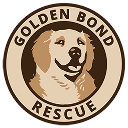 Golden Retriever Rescue And Adoption Golden Bond Rescue Oregon