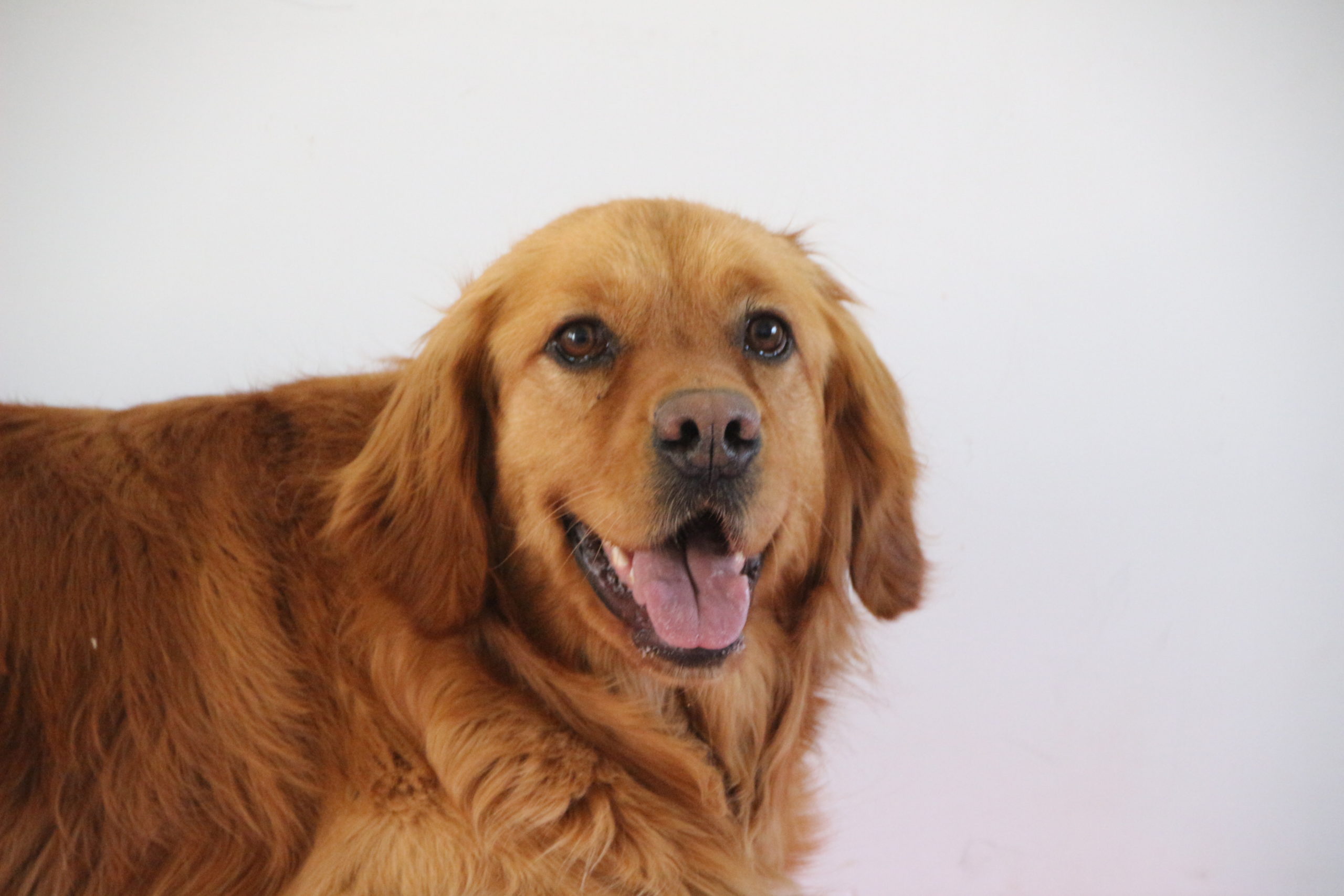 Help Rescue Clementine Golden Bond Rescue