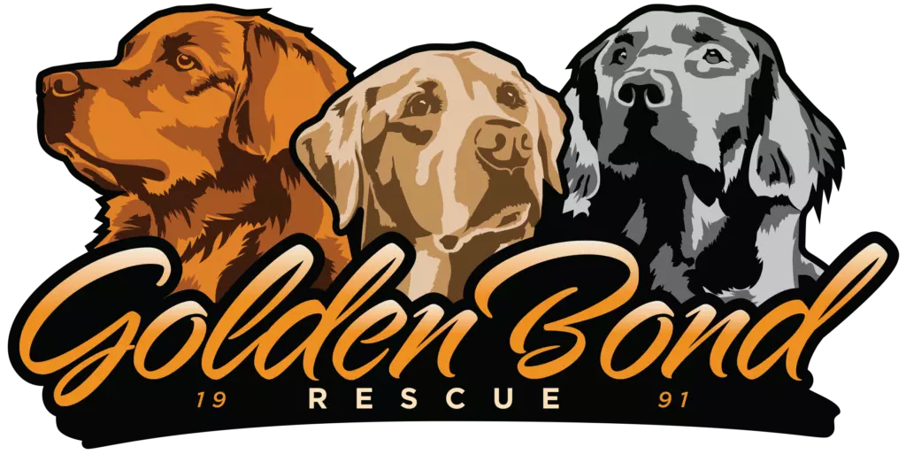 Golden Retriever Rescue and Adoption | Golden Bond Rescue | Oregon