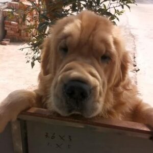 China Dog - Bob Hope #4243 - FULLY SPONSORED
