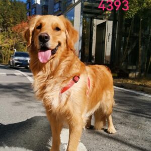 China Dog - Clark Gable #4265 - FULLY SPONSORED