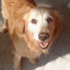 China Dog - Grace Kelly #4270