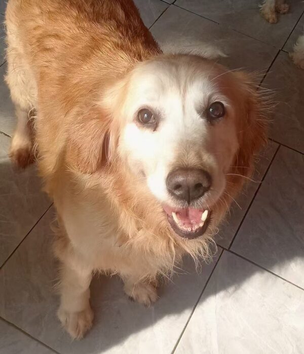 China Dog - Grace Kelly #4270 - FULLY SPONSORED