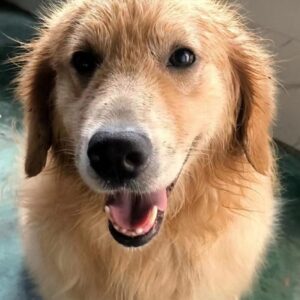 China Dog - Jimmy Stewart #4241