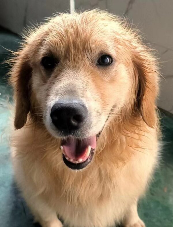 China Dog - Jimmy Stewart #4241