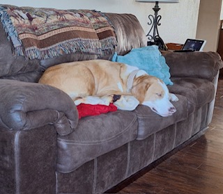 Mia #4182 - Golden Bond Rescue