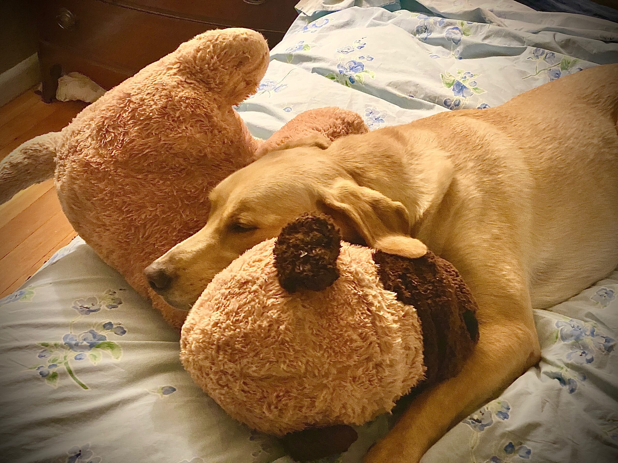 Auggie with jumbo stuffie
