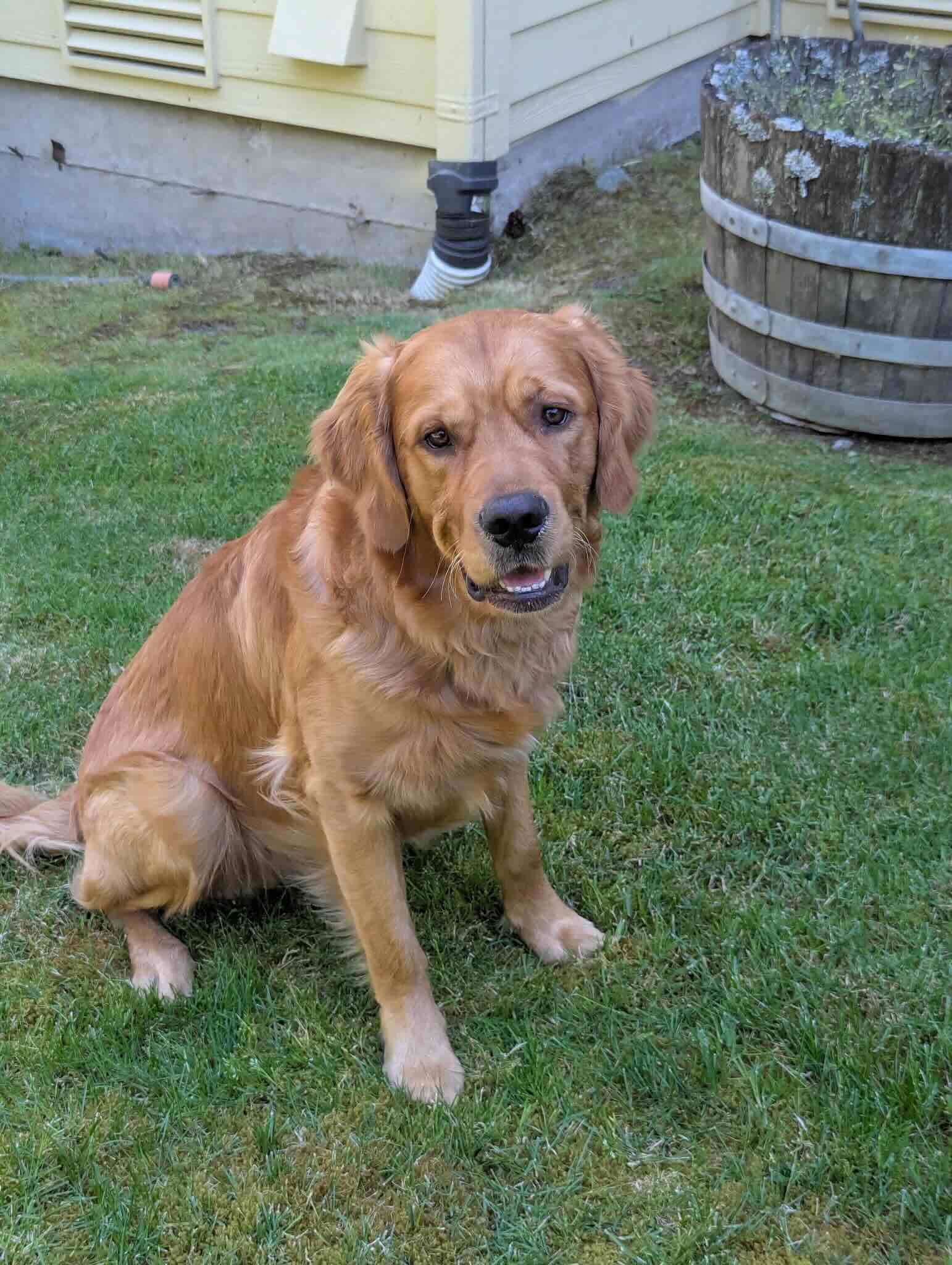 1 year old Golden Bond Rescue Golden Retriever Buddy