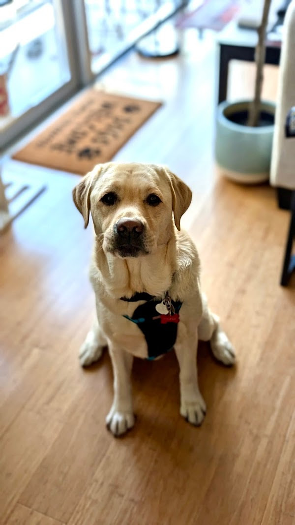 Handsome 3 year old Labrador Retriever Tucker 4465