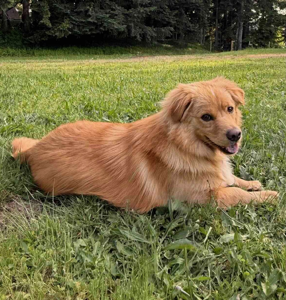 1 year old Golden Retriever Willie 4443 closeup in yard